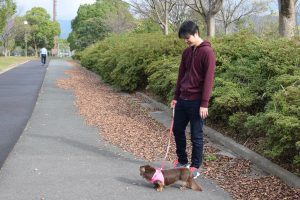 散歩 犬 ちょこちゃん