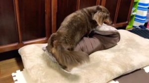 マウンティング