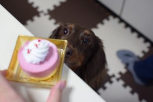 ちょこちゃんとケーキ